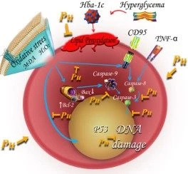 The functions of Punicalagin powder--0 The functions of Punicalagin powder--0